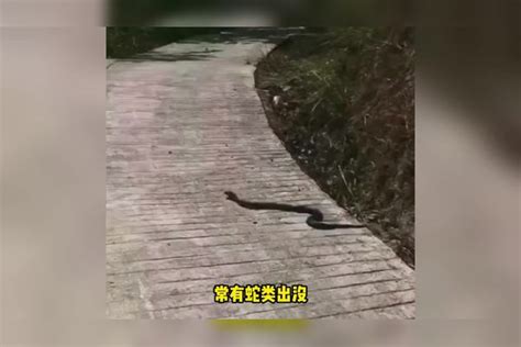 碰到蛇